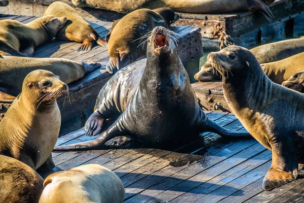 Leone Marino Della California San Francisco California — Foto Stock