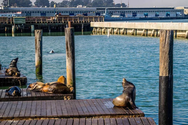 Leone Marino Della California San Francisco California — Foto Stock