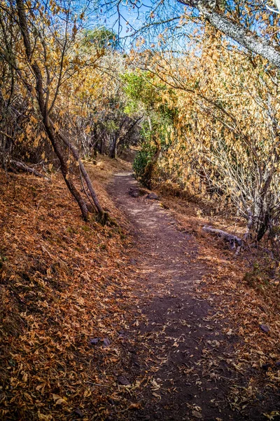 Sendero Forestal Con Sol Brillando Través Del Follaje Parque Nacional —  Fotos de Stock