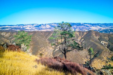 Forestal manzara Pinnacle Milli Parkı'nda muhteşem bir görünüm