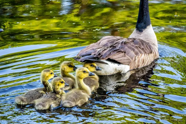 Kanadische Gänse Schinkensee Minnesota — Stockfoto