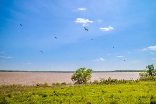 Oiseaux Noirs Errant Dans Réserve Nationale Faune Tishomingo Oklahoma — Photo