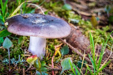 Vahşi bir mantar Heceta kafa feneri State Park Floransa, Oregon