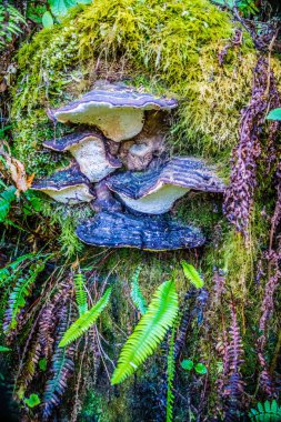 Vahşi bir mantar Heceta kafa feneri State Park Floransa, Oregon