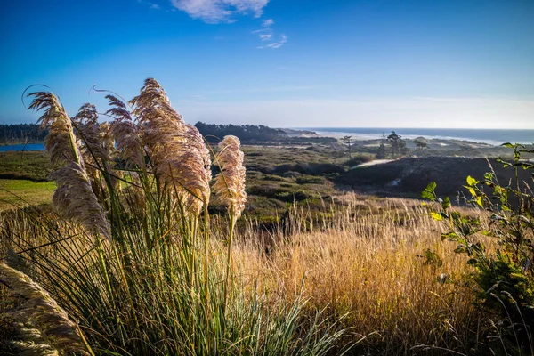 Florence Oregon Heceta Kafa Feneri State Park Manzaralı Bakış Açısı — Stok fotoğraf