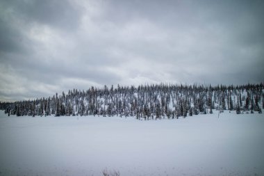 Güzel bir manzara forestal manzara sedir sonları Ulusal Anıtı, Utah
