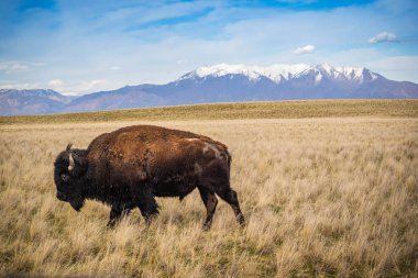 American Bison in the field of Antelope Island State Park, Utah clipart