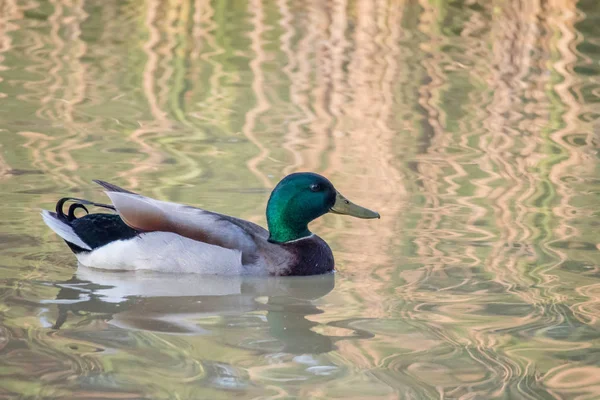 Mallard Nadando Lago Texoma Texas — Fotos gratuitas