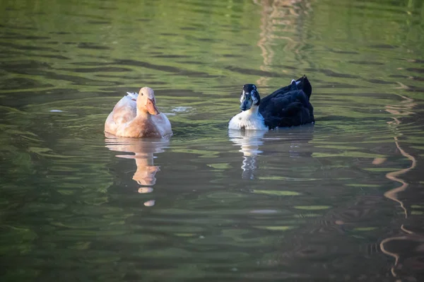 Černé Bílé Kachny Plavání Lake Texoma Texas — Stock fotografie