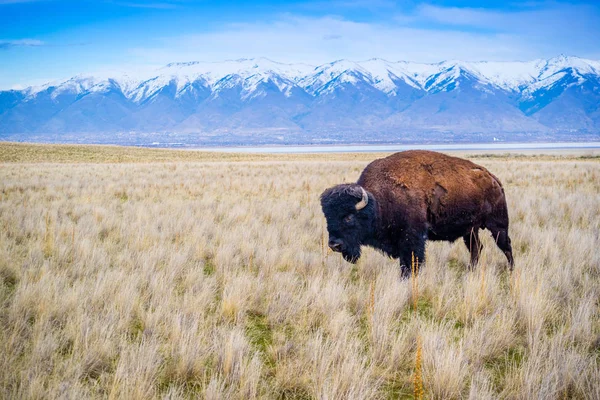 American Bison Inom Området För Antelope Island State Park Utah — Gratis stockfoto