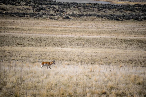 Pronghorn Nel Campo Antelope Island State Park Utah — Foto Stock