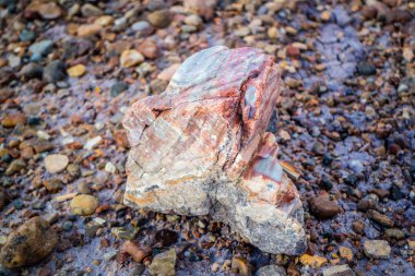 Kuvars Kristal taşlaşmış orman Milli Parkı, Arizona