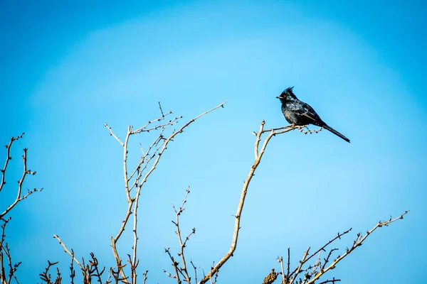 加州棕榈泉 Coachelle 谷的一只黑鸟 — 图库照片