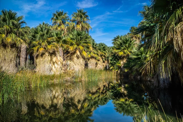 Simone Pond Mccallum Grove Palm Spring California — Zdjęcie stockowe