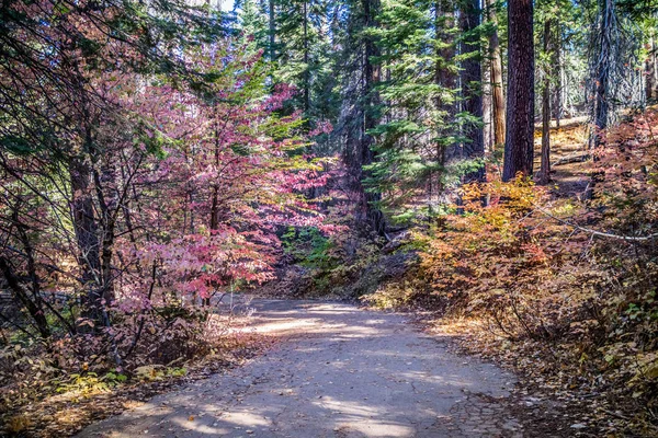 Tuolumne Grove Trailhead Parque Nacional Yosemite California —  Fotos de Stock