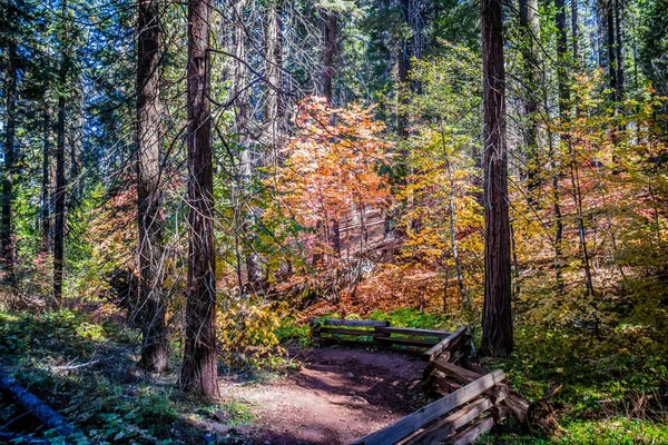 Tuolumne Grove Trailhead Parque Nacional Yosemite California —  Fotos de Stock