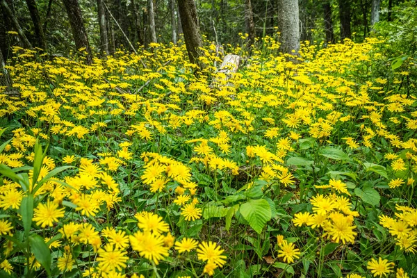 Margherite Gialle Nell Isola Mackinac Ignace Michigan — Foto Stock