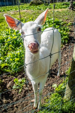 Bir katır geyiği Mackinac Deerland St. Ignace, Michigan
