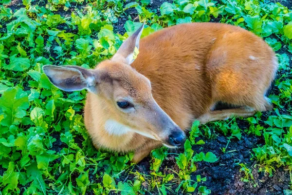 麦基诺 Deerland 圣伊格纳西 穆尔瓦纳的骡子鹿 — 图库照片