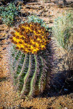 Kanca varil kaktüs Saguaro Milli Parkı, Arizona