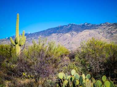 Saguaro Ulusal Parkı, Arizona 'da uzun ince bir Saguaro Kaktüsü.