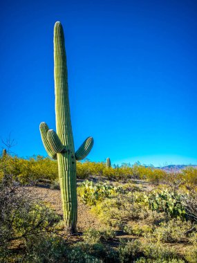 Saguaro Ulusal Parkı, Arizona 'da uzun ince bir Saguaro Kaktüsü.