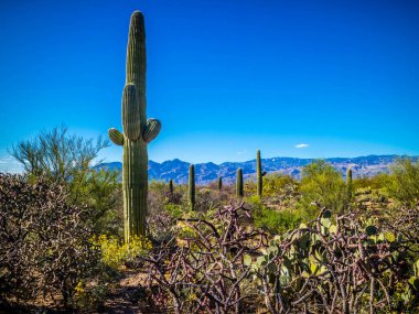 Saguaro Ulusal Parkı, Arizona 'da uzun ince bir Saguaro Kaktüsü.