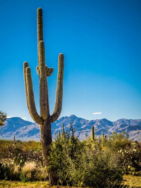 Saguaro Ulusal Parkı, Arizona 'da uzun ince bir Saguaro Kaktüsü.