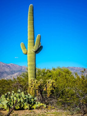 Saguaro Ulusal Parkı, Arizona 'da uzun ince bir Saguaro Kaktüsü.