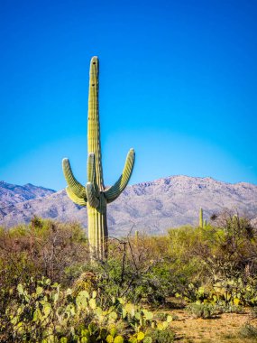 Saguaro Ulusal Parkı, Arizona 'da uzun ince bir Saguaro Kaktüsü.