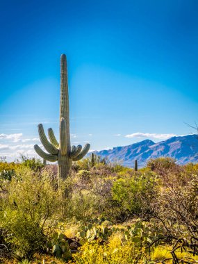 Saguaro Ulusal Parkı, Arizona 'da uzun ince bir Saguaro Kaktüsü.