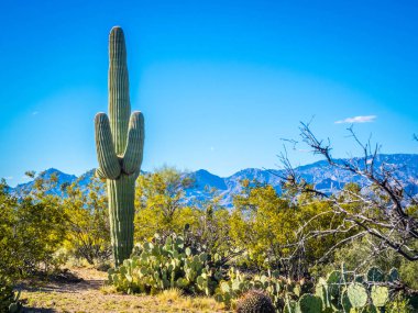 Saguaro Ulusal Parkı, Arizona 'da uzun ince bir Saguaro Kaktüsü.