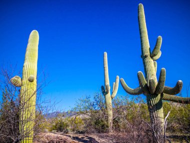 Saguaro Ulusal Parkı, Arizona 'da uzun ince bir Saguaro Kaktüsü.