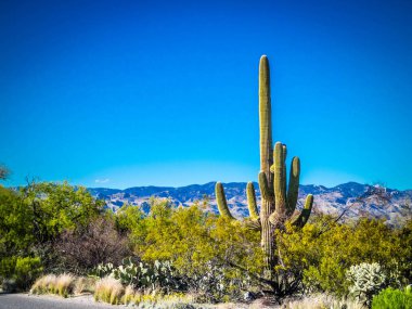 Saguaro Ulusal Parkı, Arizona 'da uzun ince bir Saguaro Kaktüsü.