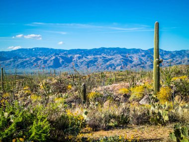 Saguaro Ulusal Parkı, Arizona 'da uzun ince bir Saguaro Kaktüsü.