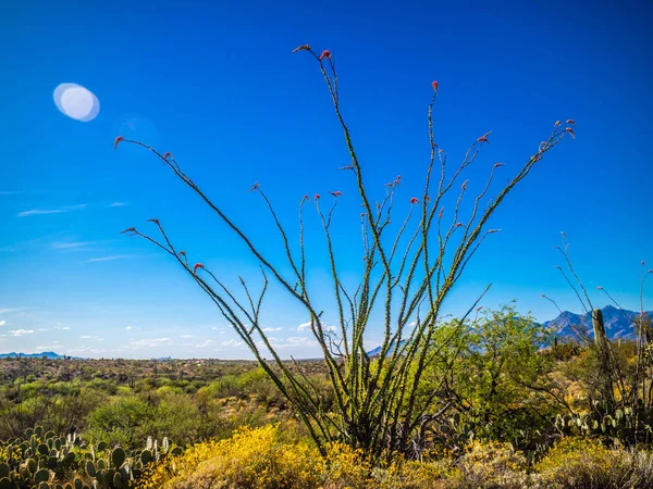 Ein Stacheliger Stamm Ocotillo Saguaro Nationalpark Arizona — Stockfoto