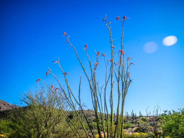 Колючка Стебёт Окотильо Национальном Парке Сагуаро Аризона — стоковое фото
