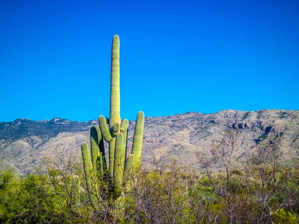 Длинный Стройный Кактус Сагуаро Национальном Парке Сагуаро Аризона — стоковое фото