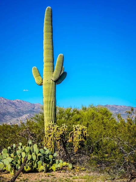 Long Slender Saguaro Cactus Saguaro National Park Arizona — Stock Photo, Image