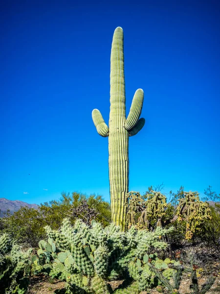 Ein Langer Schlanker Saguaro Kaktus Saguaro Nationalpark Arizona — Stockfoto