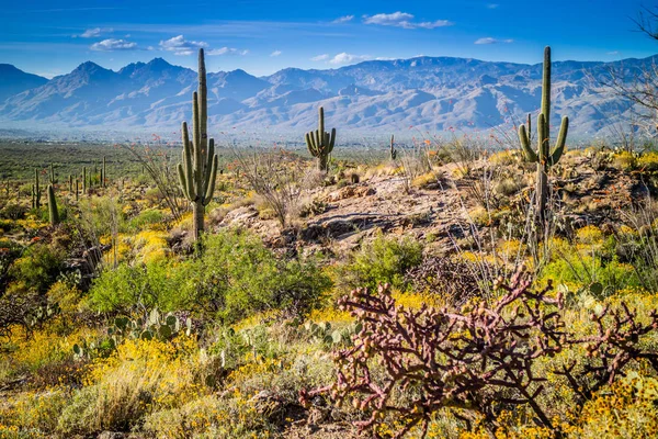 A long slender Saguaro Cactus in Saguaro National Park, Arizona