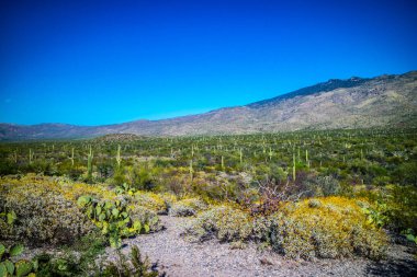 Rincon Dağları Saguaro Milli Parkı, Arizona'nın bir siluet görünümü