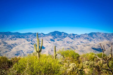 Rincon Dağları Saguaro Milli Parkı, Arizona'nın bir siluet görünümü