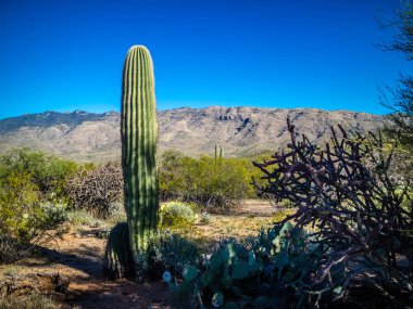Genç bir yeşilimsi Saguaro kaktüsü Saguaro Milli Parkı, Arizona