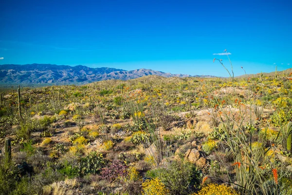 Silhouette Utsikt Över Rincon Bergen Saguaro National Park Arizona — Stockfoto