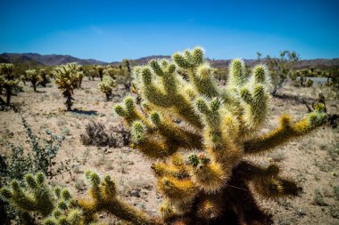 Zincir meyve Cholla kaktüs Joshua Milli Parkı, California