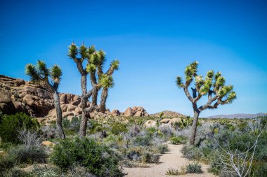 Joshua Tree Ulusal Parkı, Kaliforniya 'da Joshua Trees