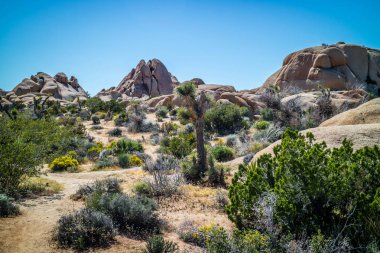 Joshua Tree Ulusal Parkı, Kaliforniya 'da Joshua Trees