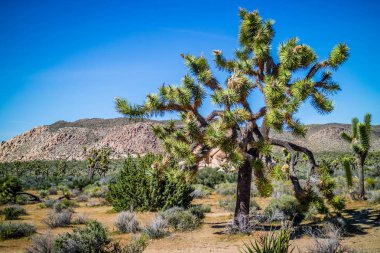 Joshua Tree Ulusal Parkı, Kaliforniya 'da Joshua Trees