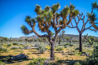 Joshua Tree Ulusal Parkı, Kaliforniya 'da Joshua Trees